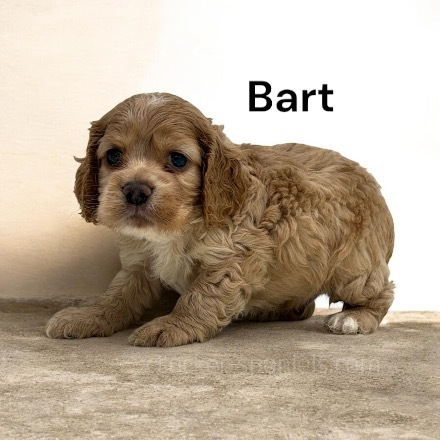 puppy, for, sale, Cocker Spaniel, Joe & Cherri  Overlease, dog, breeder, Miller, MO, dog-breeder, puppy-for-sale, forsale, nearby, find, puppyfind, locator, puppylocator, aca